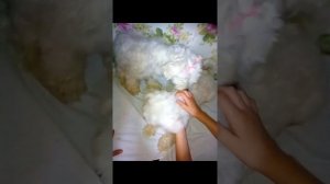 Мальтийская болонка,Мальтез.Как избавились от слёзных дорожек.