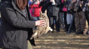 2022-02-20 Great Horned Owl Release