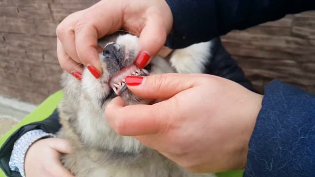 Смотрим зубки 😆 🐶 - СУРДАН КАРАШ ИНВАР (ПРОДАЖА +79201504908) смотреть онлайн