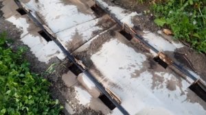 Цветущие дорожки в огороде из белого клевера и картон вместо агроволокна...