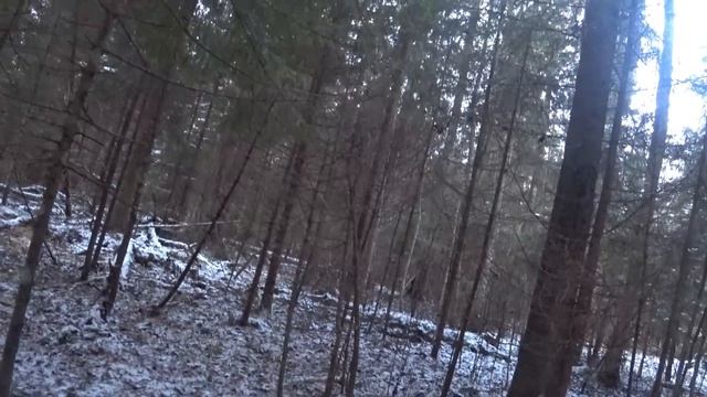 ОХОТА на ЗАЙЦА с РУССКОЙ ГОНЧЕЙ 22.11.23. смотреть онлайн