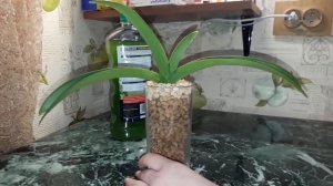 Реанимация орхидеи Ванды без корней.Посадка Ванды в цеофлору.Суспензия хлореллы.