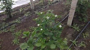 Цветение ежевики Натчез полным ходом