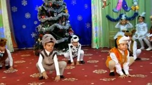 Цирковые собачки. Видео Sirin.