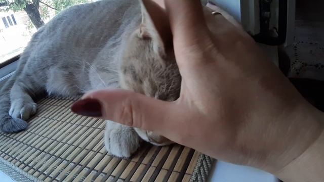 Хочу убрать хрущевский холодильник.. Мой муж злой.. смотреть онлайн