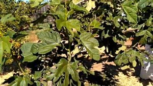 Наш инжир: Tiger, Black Jack, Peters Honey, Janice Cadote, Round Bordeaux