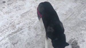 Течка у собаки очень сложное время ,но всегда можно найти весёлые моменты даже в этом)))