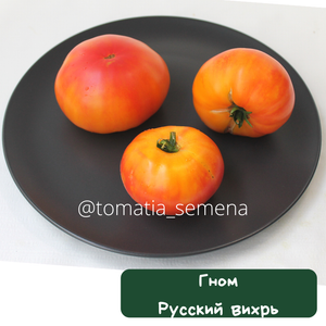 Гном Русский вихрь