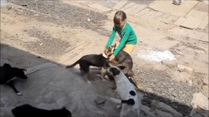 Раз собака, два собака