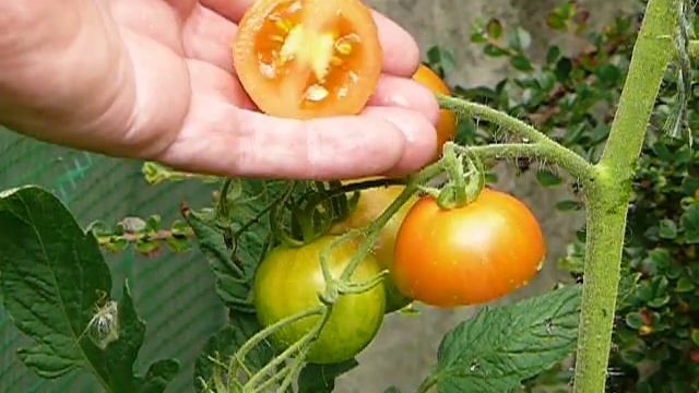Tigerella Tomato Taste Test смотреть онлайн