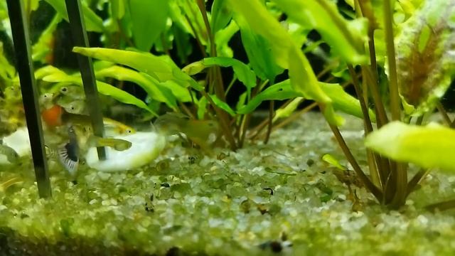 Гупики кушают огурец. смотреть онлайн