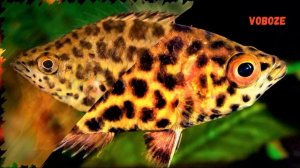 Ктенопома Леопардовая. Содержание в аквариуме, размножение, совместимость и чем кормить