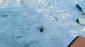 норка на Уде ворует рыбу