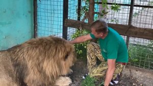 Как мы выгоняли львов из вольера и УГОВАРИВАЛИ ВОЖАКА ЧУКА ! Russian Lion man !