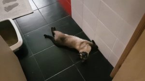 Удовлетворить кошку без кота: правда или миф?..