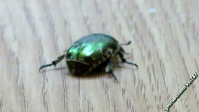 жук бронзовик  beetle cetonia aurata
