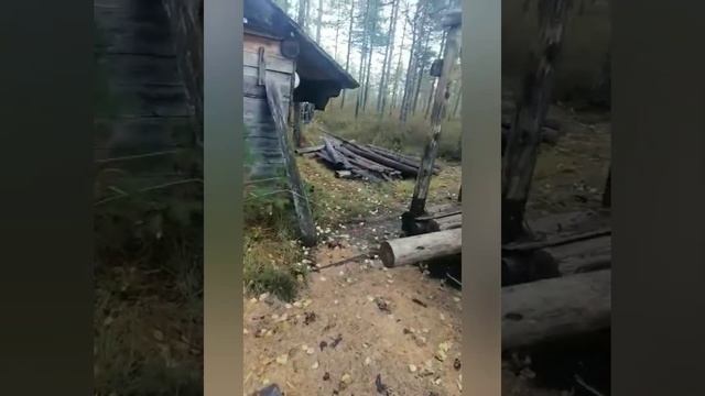 Секретное озеро - Суровское, рыбалка, грибы, ягоды