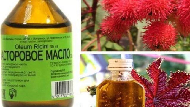 Домашние цветы Спасаю когда добавляю ложку касторового масла под цветы.