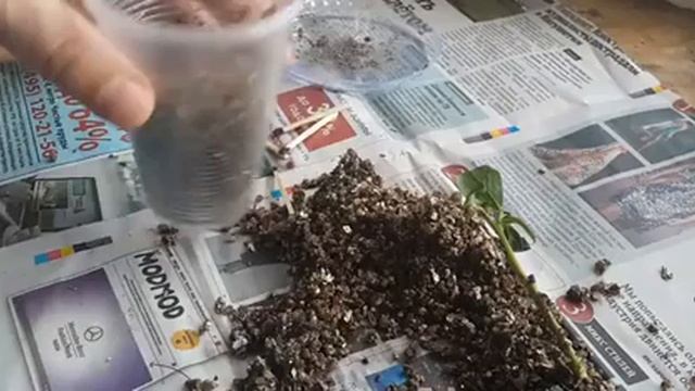 Черника (садовая), голубика (садовая) часть 2 смотреть онлайн