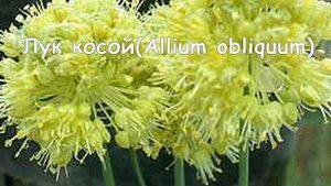 Аллиум  Красивые цветы цветущие долго  Необычные цветы на вашей грядке