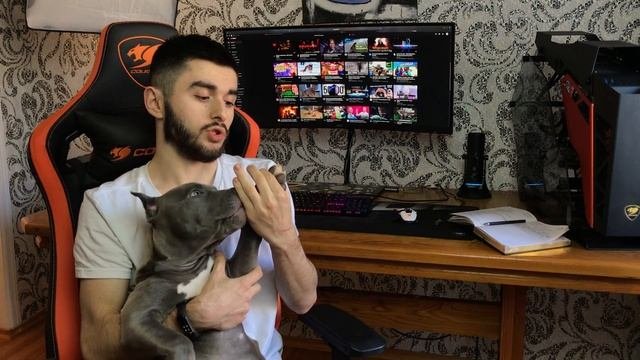 Купил щенка питбультерьера