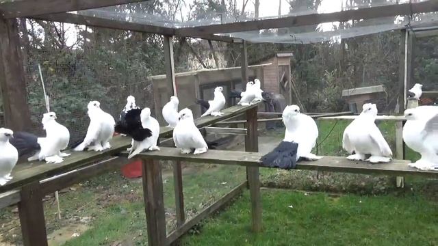 Positurtümmler Статные Голуби Новочеркаские чернохвостые 2017 смотреть онлайн