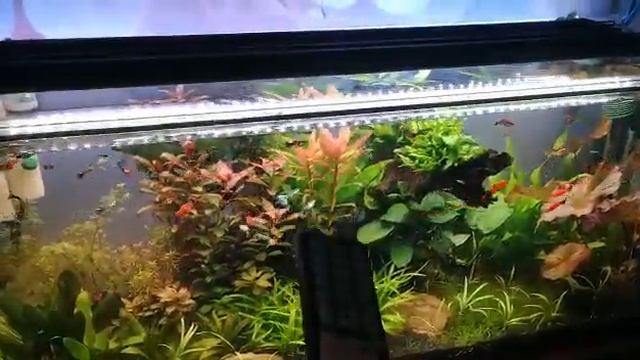 Аквариумное освещение ? звезда в шоке☺️ смотреть онлайн