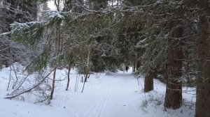 Лучшая эко-тропа Ленинградской области! Эко-маршрут Петяярви ?Карельский перешеек?