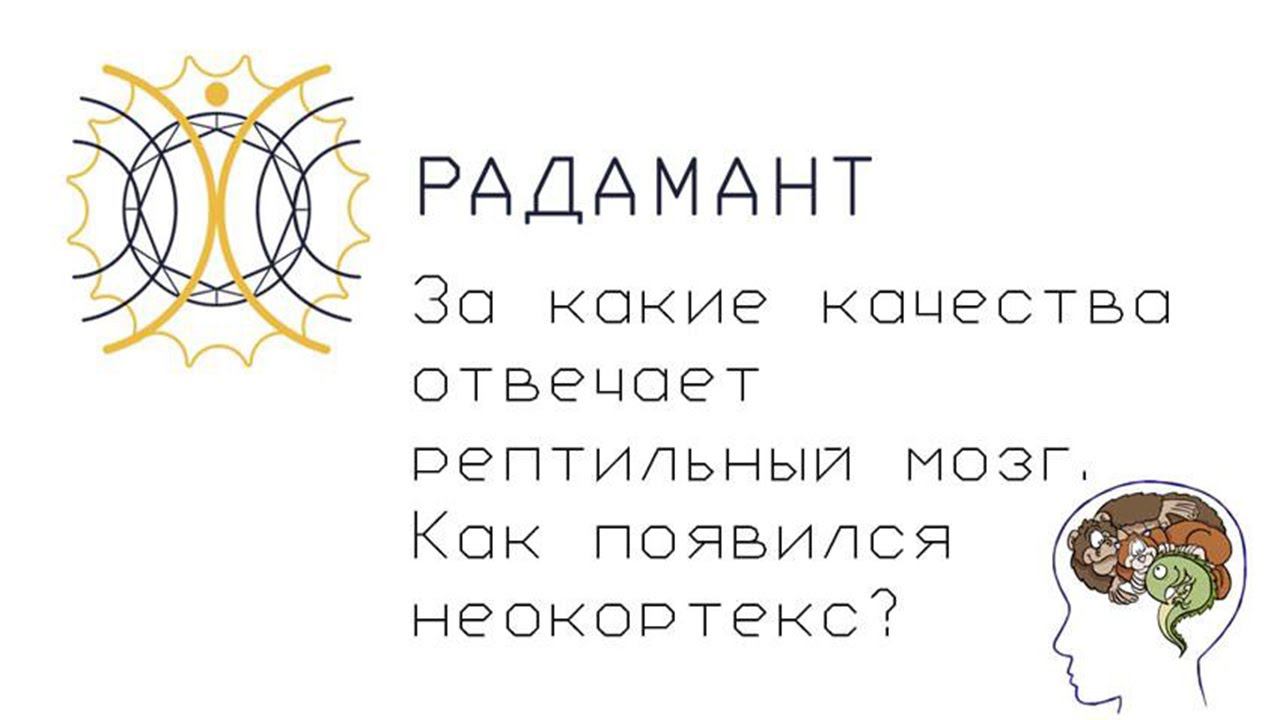 За какие качества отвечает рептильный мозг. Как появился неокортекс?