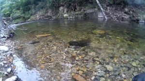 Fishing on TenkaraPrim Classic 360 in the north of Primorsky krai, Russia. 3.