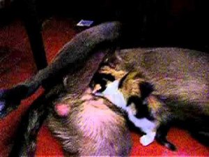 Котенок сосет сиську у собаки-кобеля