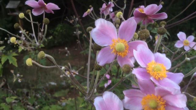 Anémones du Japan Les rayons enveloppants смотреть онлайн