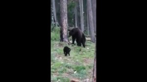 Вася прогнал медведя кот ? и медведь ?