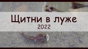 Щитни 2022
