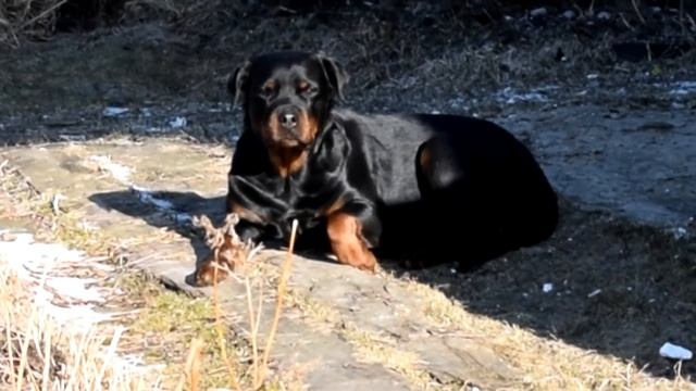 Парогенератор, который работает (видео) смотреть онлайн