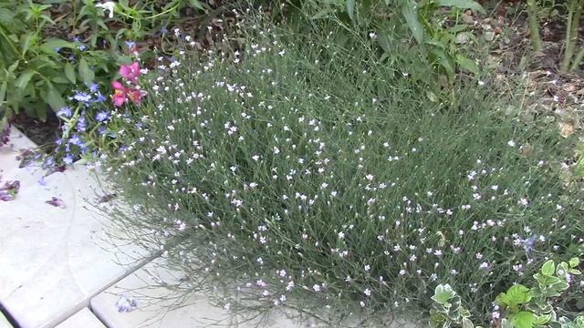 Гипсолюбка , качин, гипсофила.mp4 смотреть онлайн