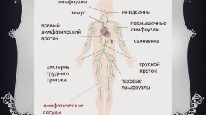 Транспортные системы организма