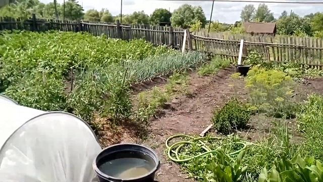 Опадает завязь на баклажанах! Как дела на огороде. смотреть онлайн