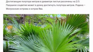 Ливистона.  Растения для дома и сада.