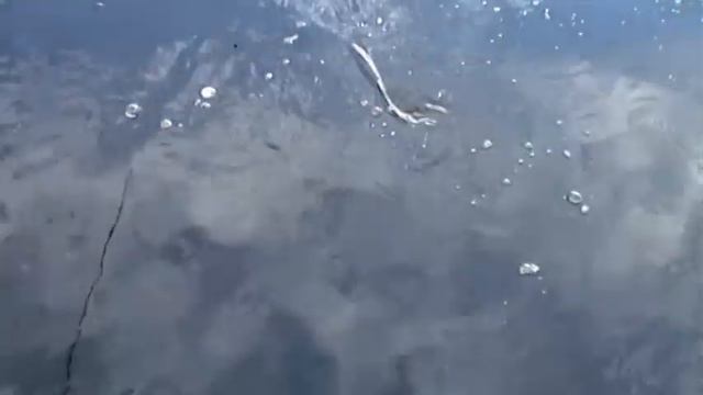 Трофейная рыбалка смотреть онлайн