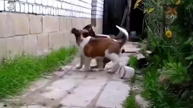 В Мире Животных (Лучшие Охранные Породы Собак)