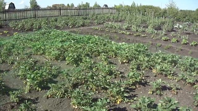 Самый лучший способ защитить клубнику от птиц ! смотреть онлайн