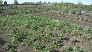 Самый лучший способ защитить клубнику от птиц !