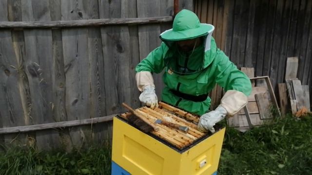 2 ГЛАВНЫХ ПРАВИЛА ОТКАЧКИ МЁДА В ЖАРУ 36 ГРАДУСОВ смотреть онлайн