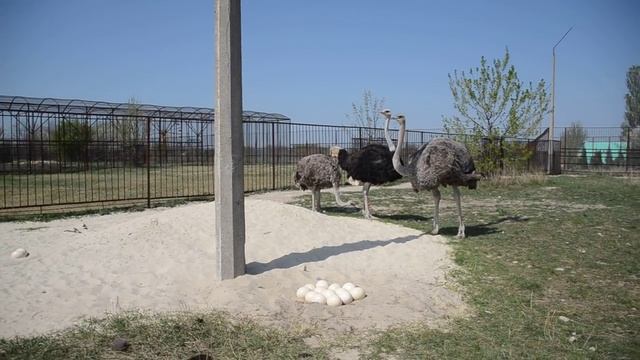 Олег Зубков среди страусов Тайгана !!! Крым смотреть онлайн