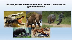 Опасные и не опасные животные