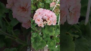 ТА Марсель. Цветение пеларгонии в теплице осенью.