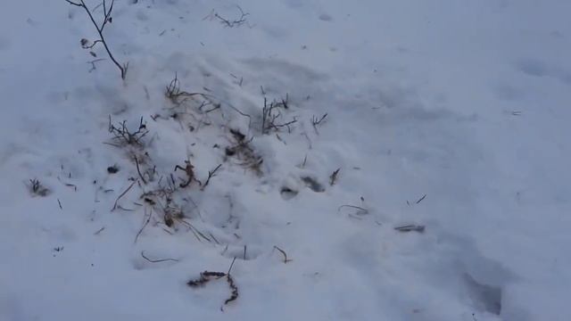 Что едят косули зимой? Зимний корм косуль в лесу чем они питаются