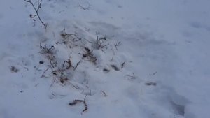 Что едят косули зимой? Зимний корм косуль в лесу чем они питаются