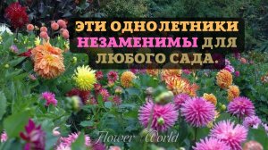 Эти однолетники незаменимы для любого сада.??